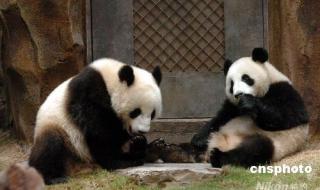 大熊猫资料 关于熊猫的资料